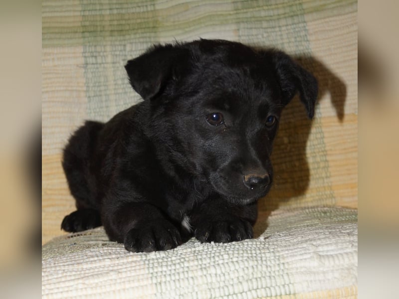 Sidney, Black Baby freut sich auf Dich!