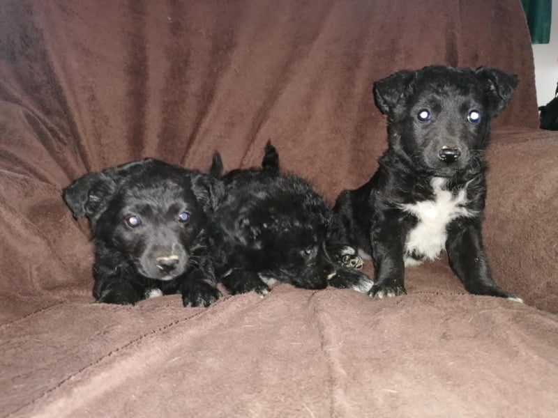 Sidney, Black Baby freut sich auf Dich!