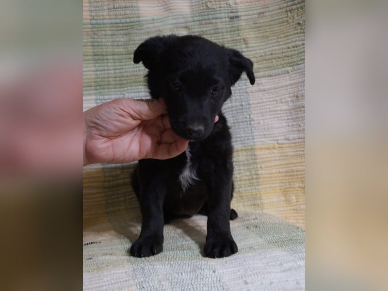 Sidney, Black Baby freut sich auf Dich!