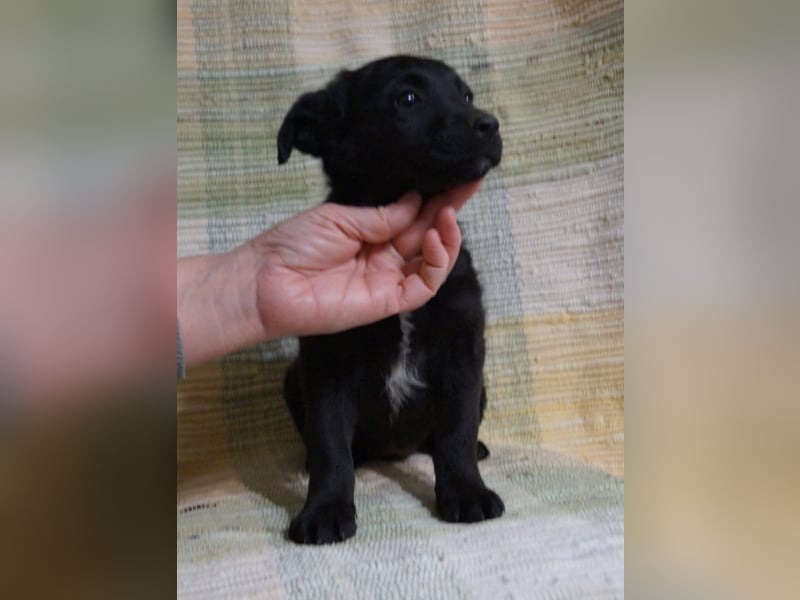 Sidney, Black Baby freut sich auf Dich!