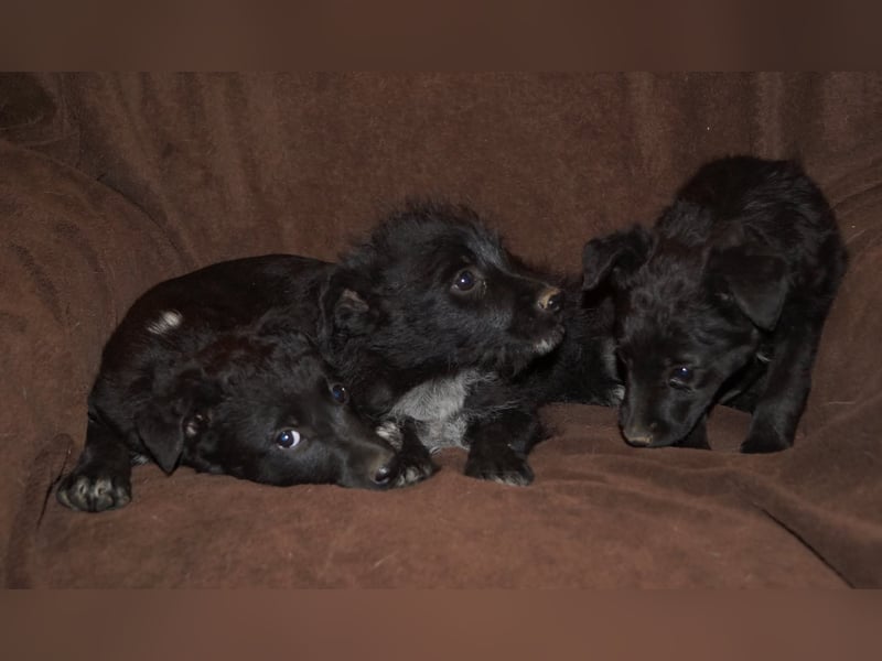 Sidney, Black Baby freut sich auf Dich!