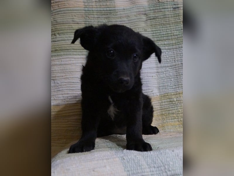 Sidney, Black Baby freut sich auf Dich!