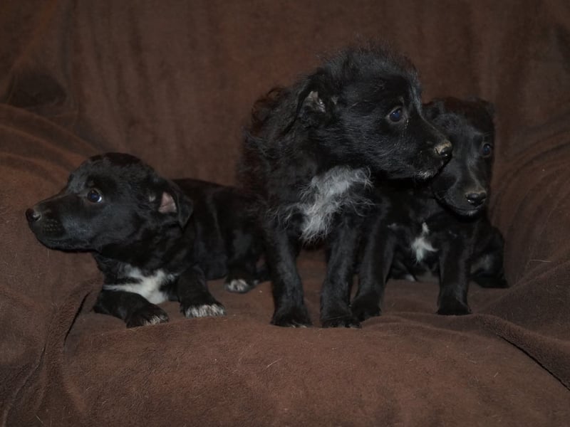 Sidney, Black Baby freut sich auf Dich!
