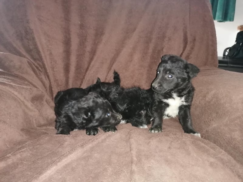 Sidney, Black Baby freut sich auf Dich!