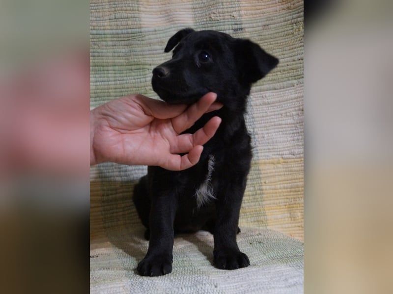 Sidney, Black Baby freut sich auf Dich!