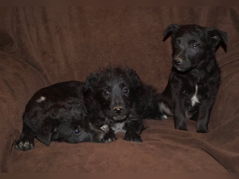 Sidney, Black Baby freut sich auf Dich!