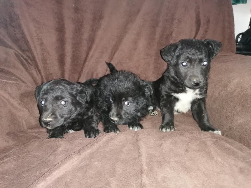 Sidney, Black Baby freut sich auf Dich!