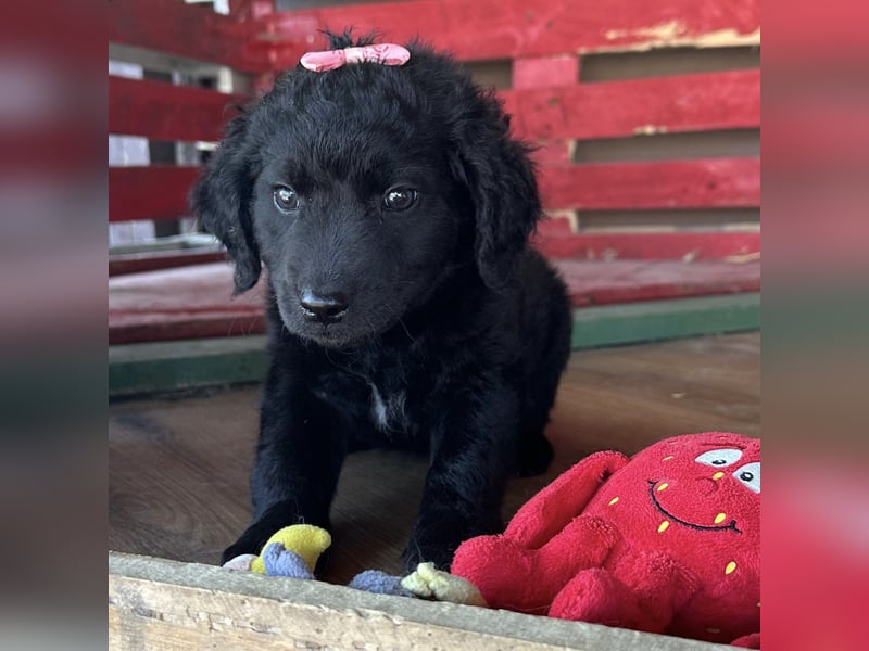 Luma eine winzige Prinzessin