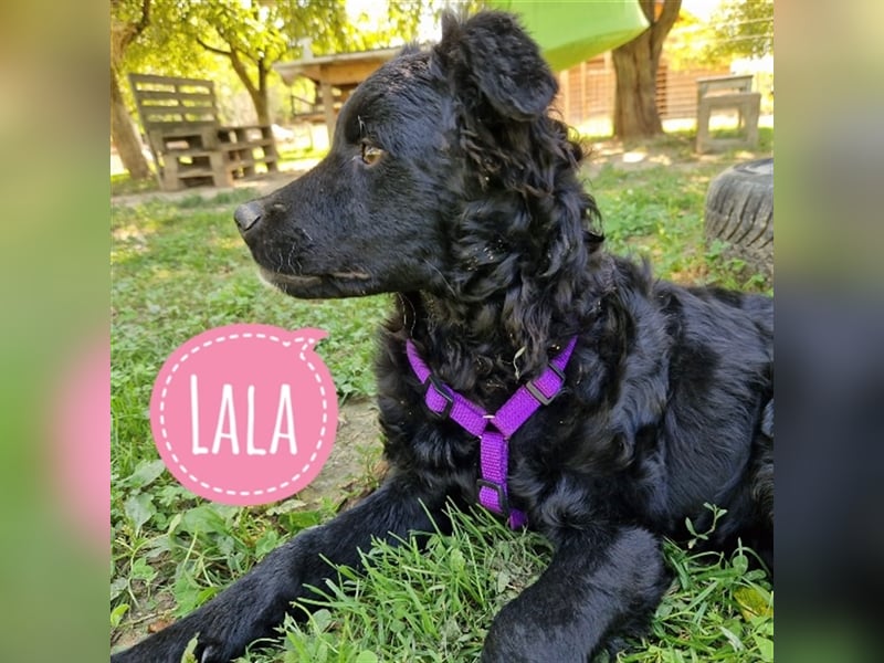 Lala eine schlaue Hündin