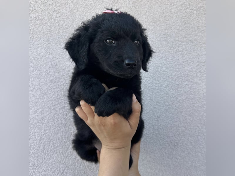 Luma eine winzige Prinzessin