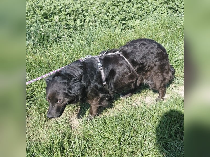 Luna ein sehr gutmütiges liebes Mädchen