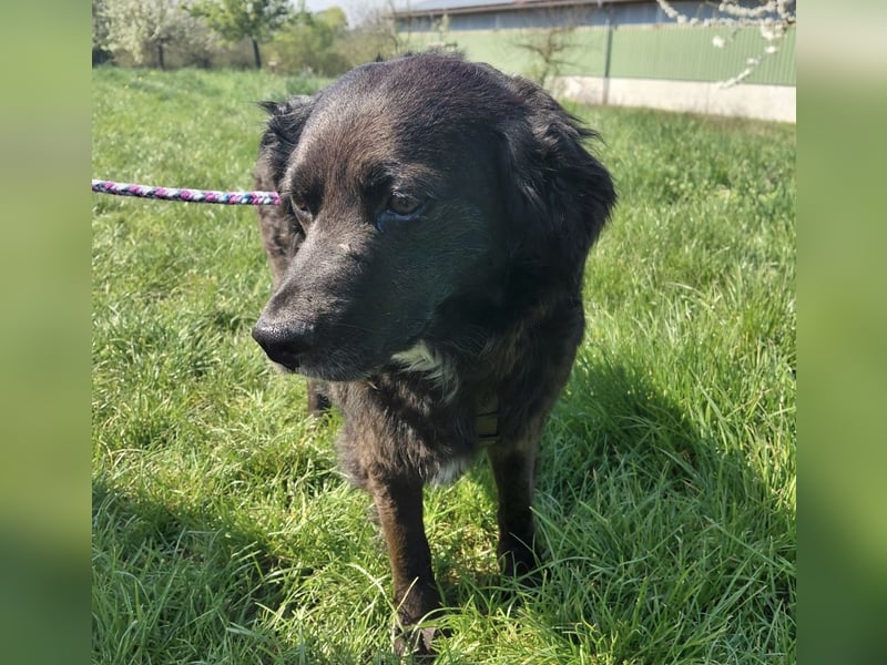 Luna ein sehr gutmütiges liebes Mädchen