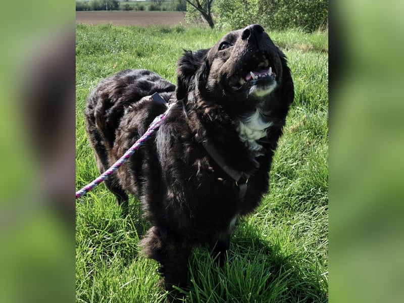 Luna ein sehr gutmütiges liebes Mädchen