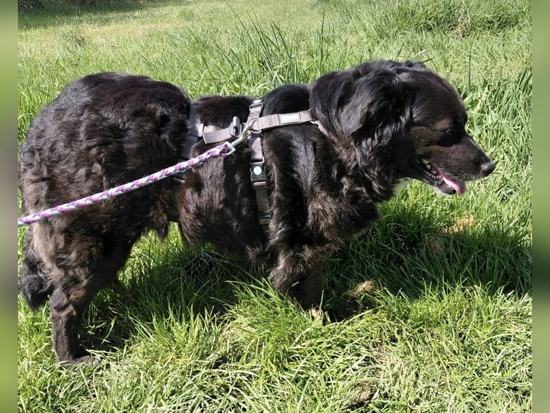 Luna ein sehr gutmütiges liebes Mädchen