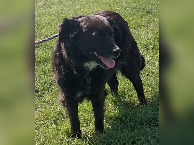 Luna ein sehr gutmütiges liebes Mädchen