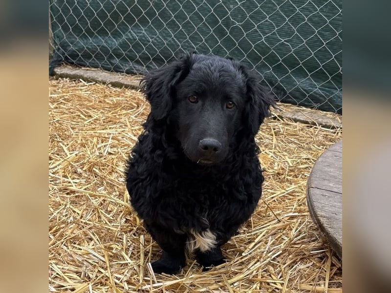 Capper ein Seelenhund