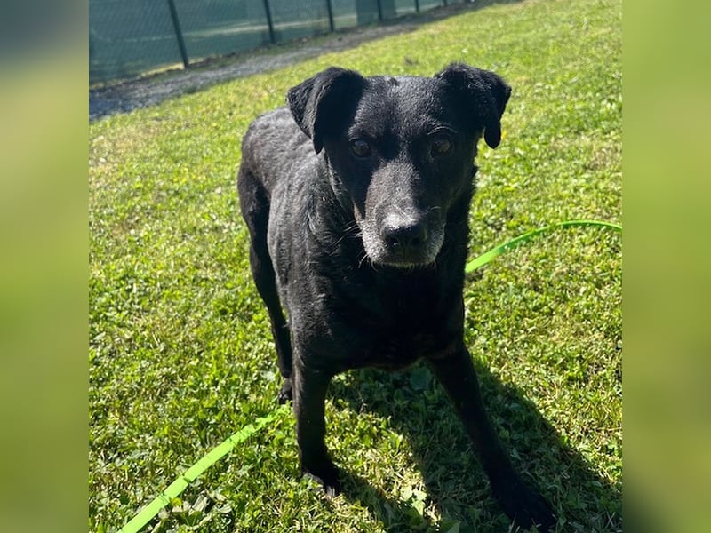 Netter, älterer Anfängerhund Gusti sucht liebe Familie
