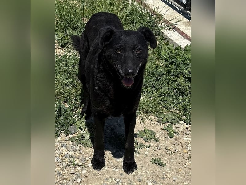 Netter, älterer Anfängerhund Gusti sucht liebe Familie