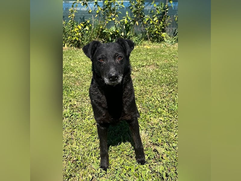 Netter, älterer Anfängerhund Gusti sucht liebe Familie