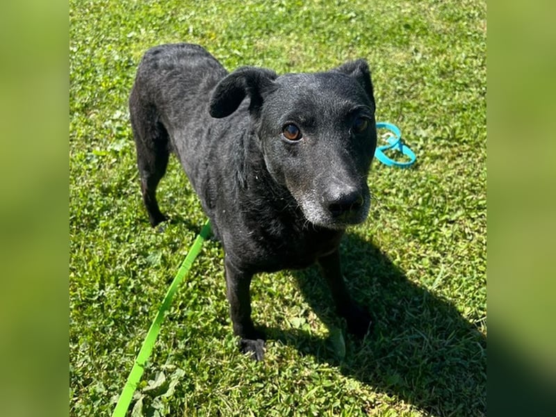 Netter, älterer Anfängerhund Gusti sucht liebe Familie