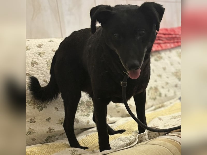Netter, älterer Anfängerhund Gusti sucht liebe Familie