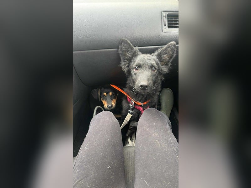 Samba - verspielter, neugieriger, liebenswerter, junger Rüde