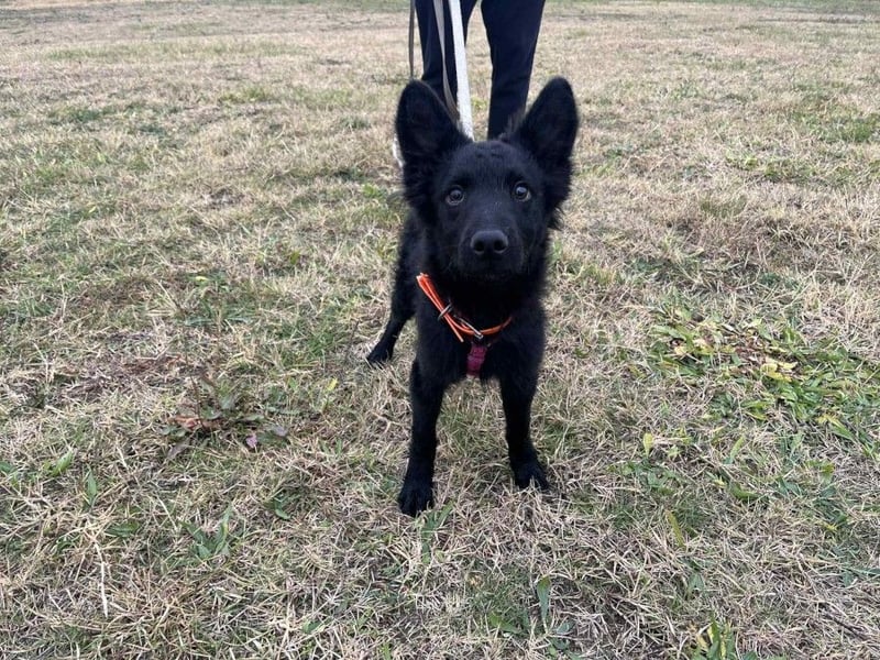 Samba - verspielter, neugieriger, liebenswerter, junger Rüde