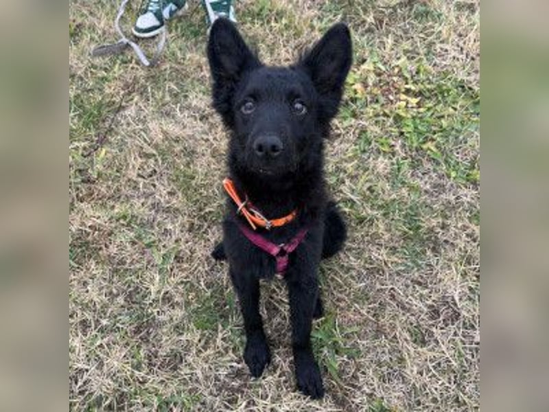 Samba - verspielter, neugieriger, liebenswerter, junger Rüde