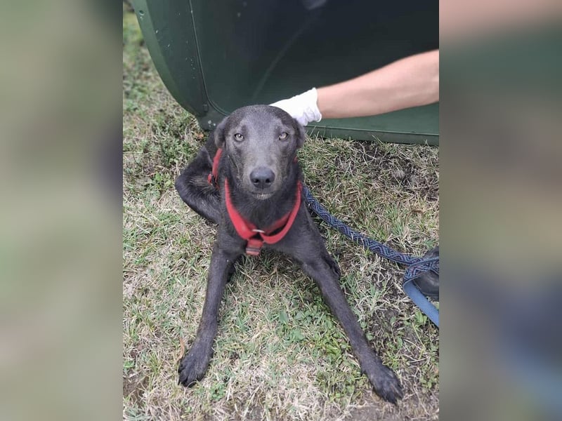 Langos sucht ein Zuhause