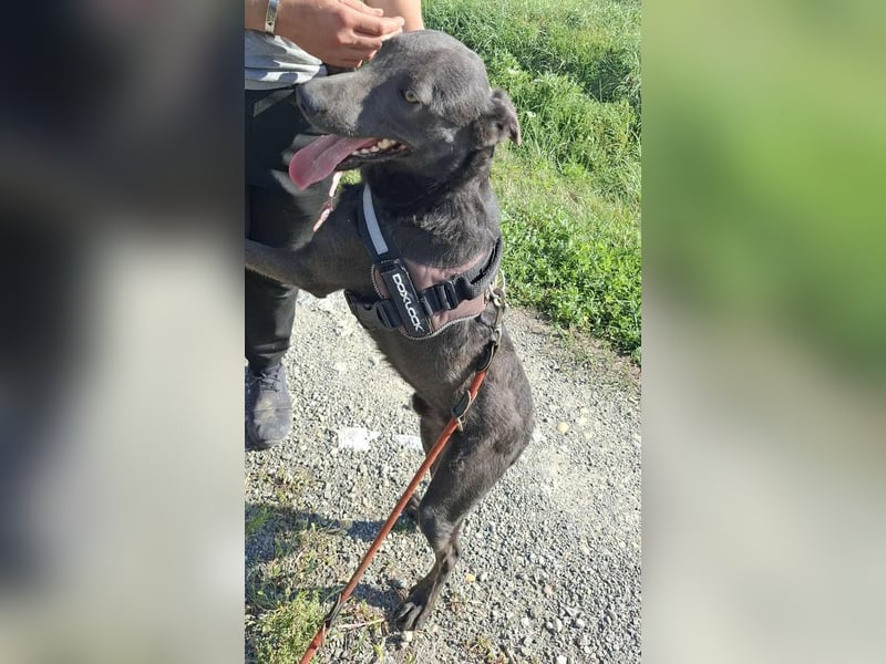 Langos sucht ein Zuhause