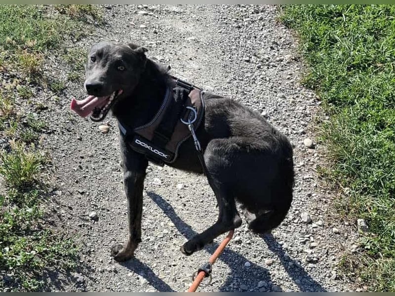 Langos sucht ein Zuhause