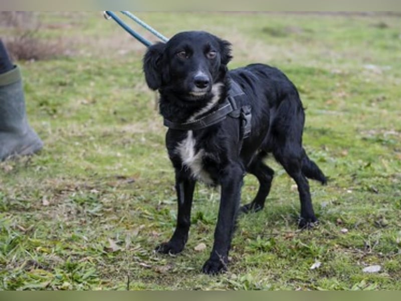 Zelma SI – Tolle Junghündin sucht ihre Familie