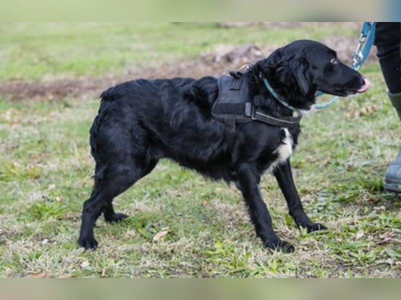 Zelma SI – Tolle Junghündin sucht ihre Familie