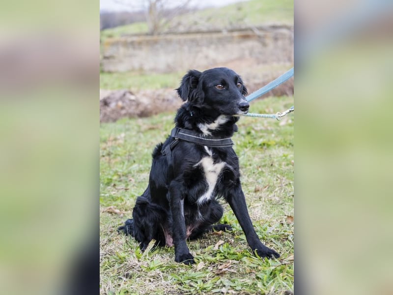 Zelma SI – Tolle Junghündin sucht ihre Familie