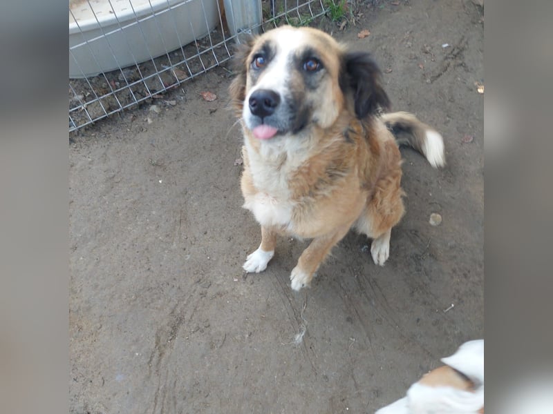 Tünde-anhängliche zutrauliche Mudi Mix Hündin