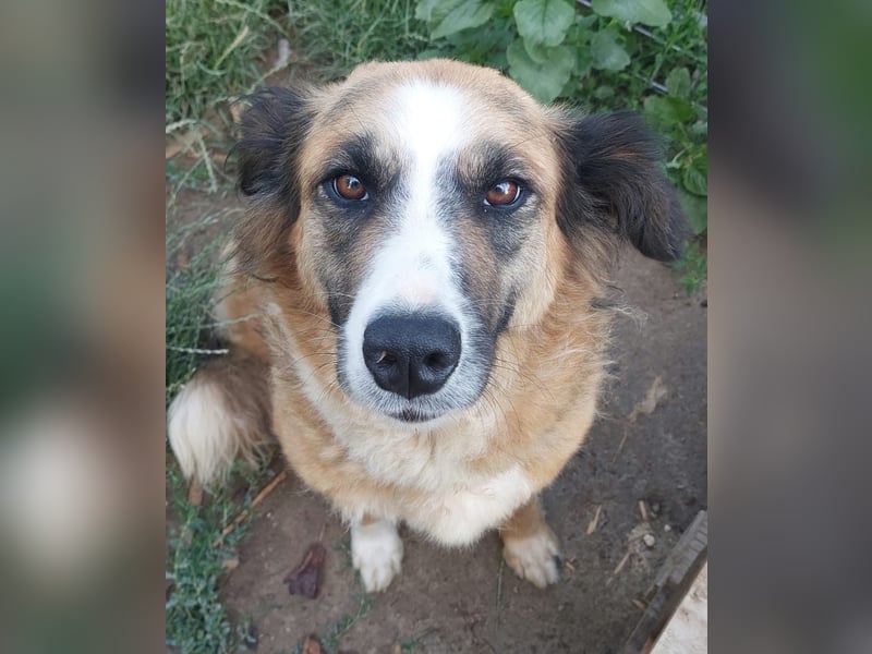 Tünde-anhängliche zutrauliche Mudi Mix Hündin