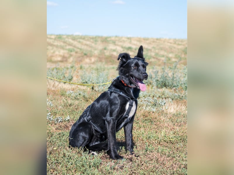 Nova SI, wunderschön und voller Neugier