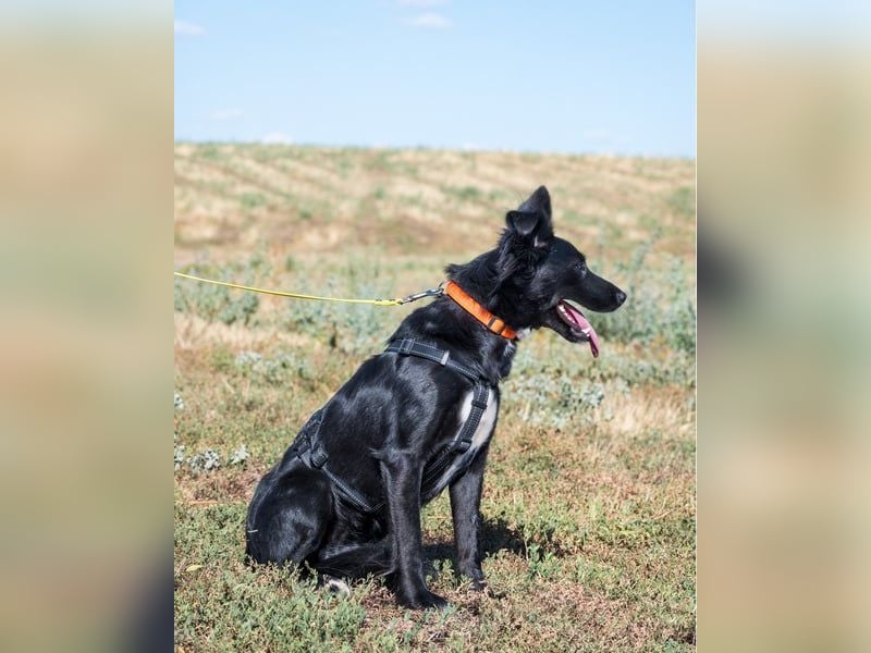 Nova SI - wunderschön und voller Neugier