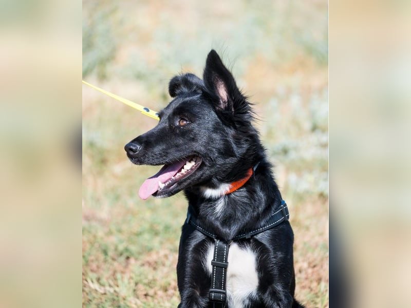 Nova SI - wunderschön und voller Neugier