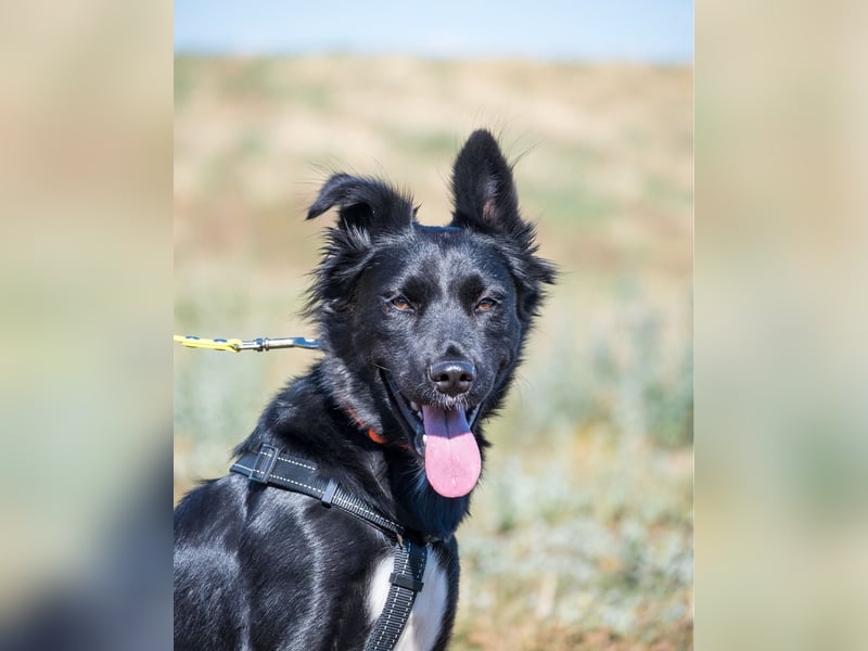 Nova SI, wunderschön und voller Neugier