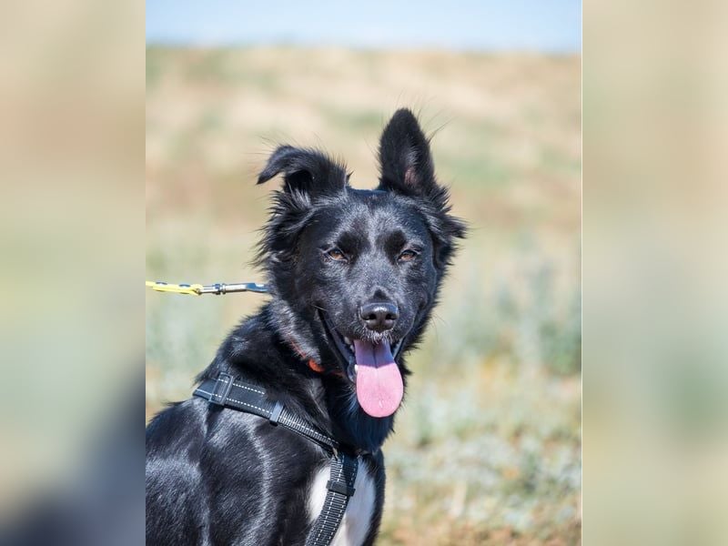 Nova SI - wunderschön und voller Neugier