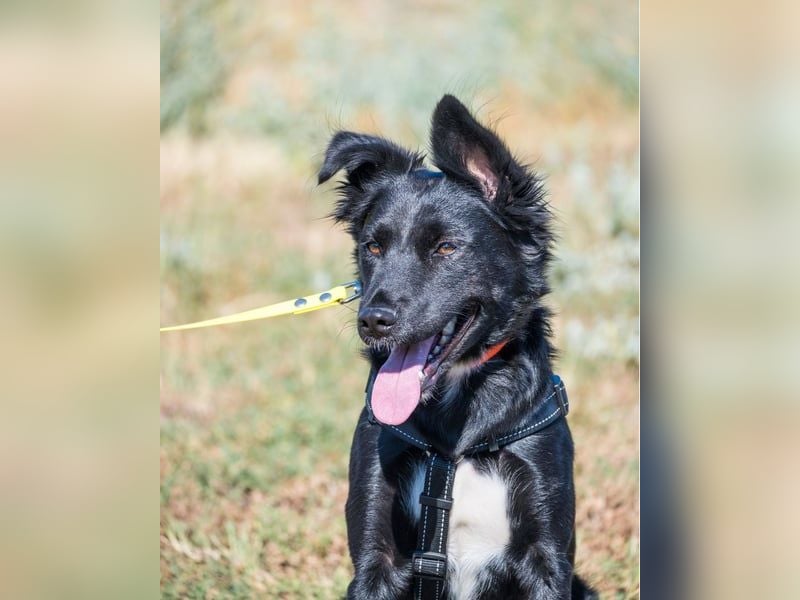 Nova SI - wunderschön und voller Neugier