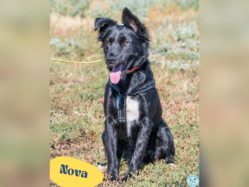 Nova SI, wunderschön und voller Neugier