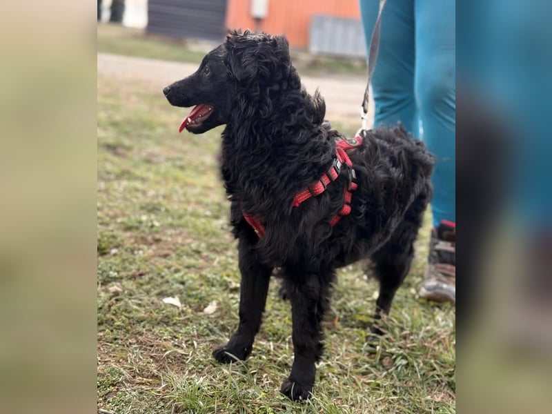 Asia kann in 36110 Schlitz kennengelernt werden