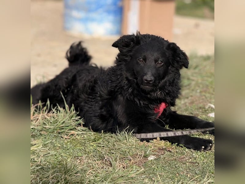 Asia kann in 36110 Schlitz kennengelernt werden