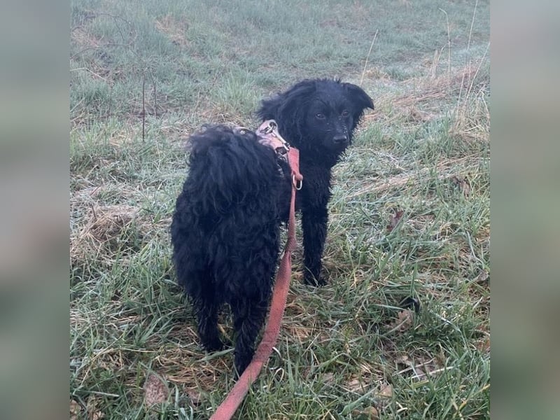 Asia kann in 36110 Schlitz kennengelernt werden