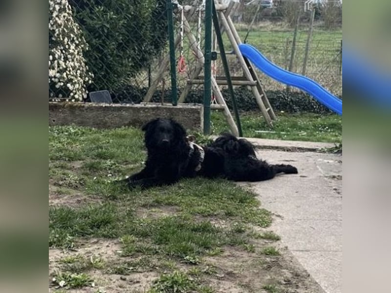 Asia kann in 36110 Schlitz kennengelernt werden