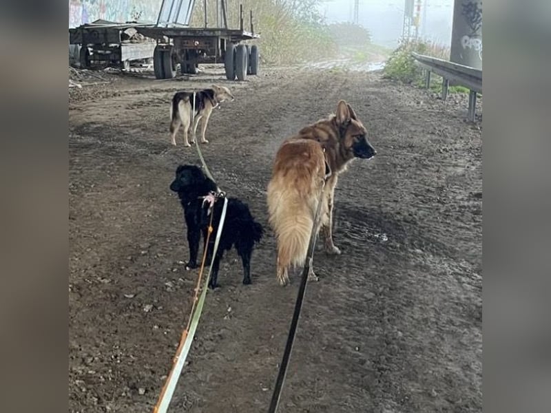 Asia kann in 36110 Schlitz kennengelernt werden