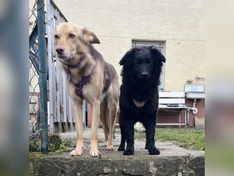 Asia kann in 36110 Schlitz kennengelernt werden