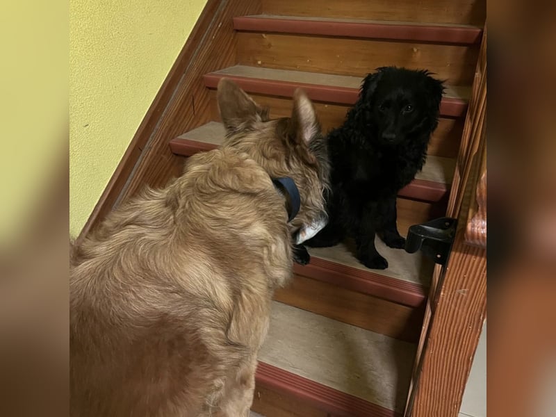 Asia kann in 36110 Schlitz kennengelernt werden